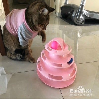 怎样护理猫咪毛发