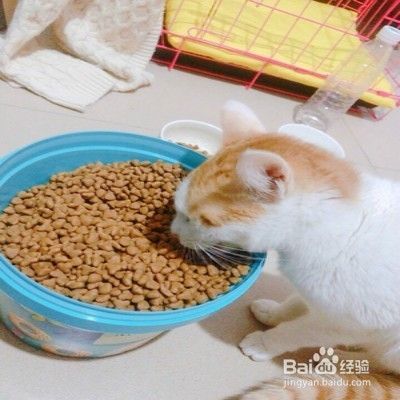 怎样护理猫咪毛发