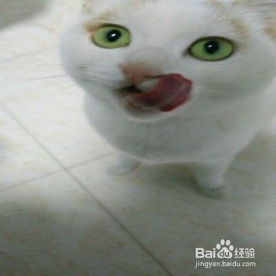 怎样护理猫咪毛发