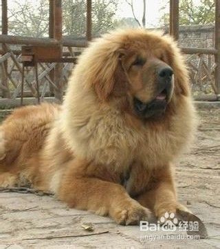 狗狗需要补充哪些营养元素