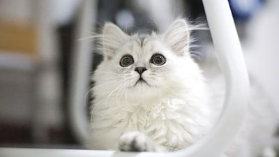 美短猫护理指南：加入美短猫群，学习美短猫的护理技巧与健康管理方法 