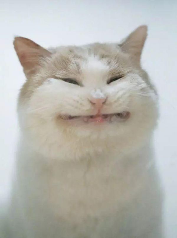 猫咪被全口拔牙以后,非常经典的文章，不看后悔
