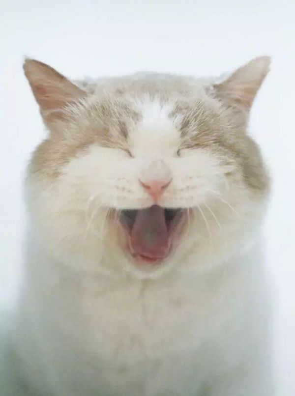 猫咪被全口拔牙以后,非常经典的文章，不看后悔