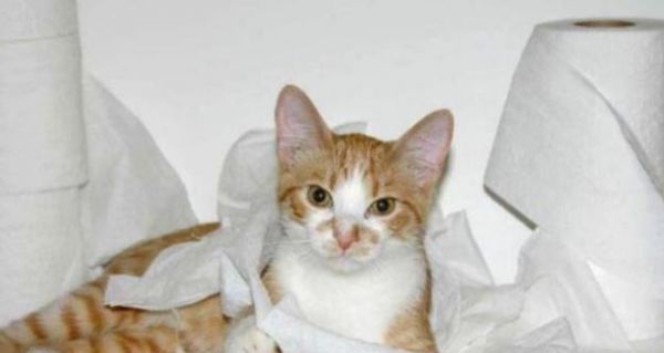 小猫三点叫唤的原因及处理方法（宠物养护之如何应对小猫的叫声）