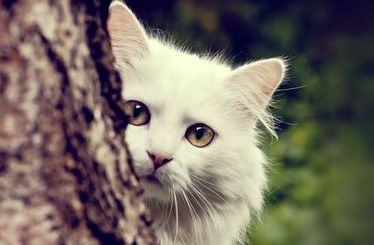 如何训练猫咪言听计从？训练猫咪先要懂猫咪！