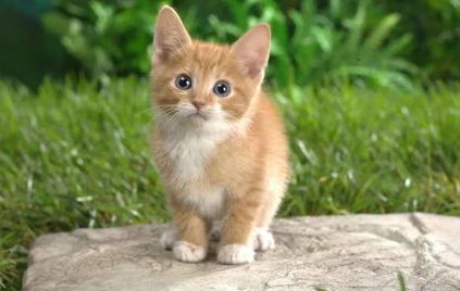 如何训练猫咪言听计从？训练猫咪先要懂猫咪！