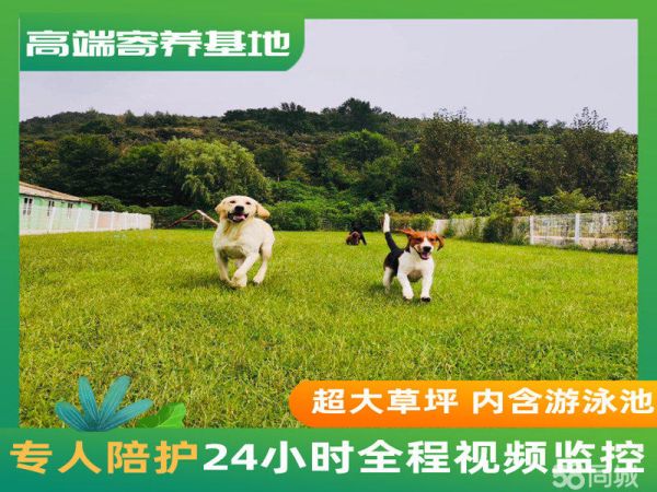 犬心犬意宠物俱乐部·烟台宠物寄养 节假日不放假 高端寄养乐园 超大泳池 训犬