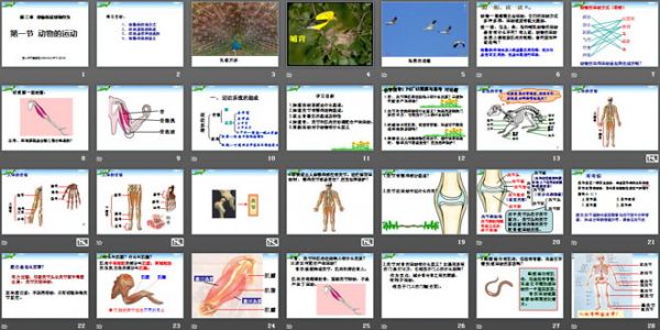 《动物的运动》动物的运动和行为PPT课件8