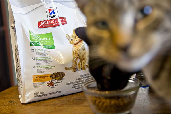 美国宠物食品标签要求详解：出口企业合规指南