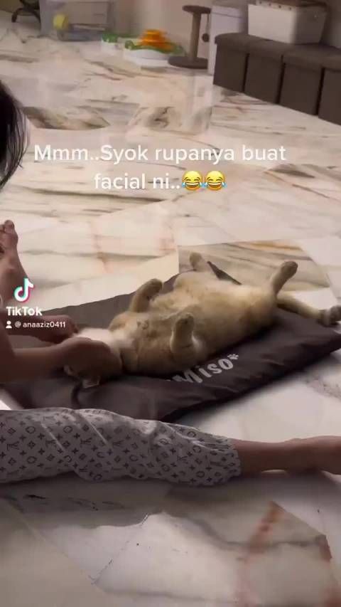 给猫猫做护理,好享受