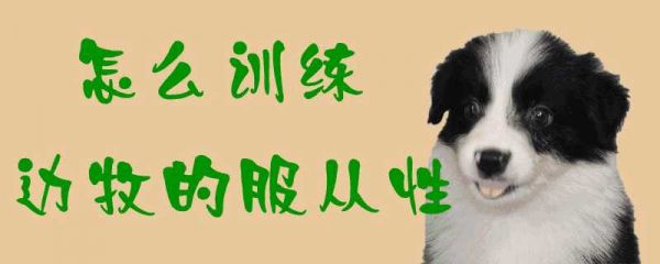 怎样训练边牧的服从性(边牧服从性太差)