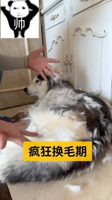 养狗的乐趣到来 宠物天团 宠物