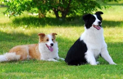 世界十大最听话的狗狗排名,中华田园犬排第四,榜首说不定你也有