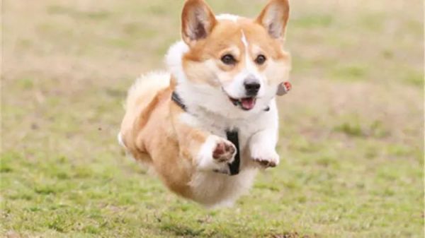 世界十大最听话的狗狗排名,中华田园犬排第四,榜首说不定你也有