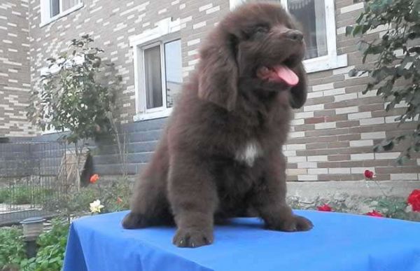 世界十大最听话的狗狗排名,中华田园犬排第四,榜首说不定你也有