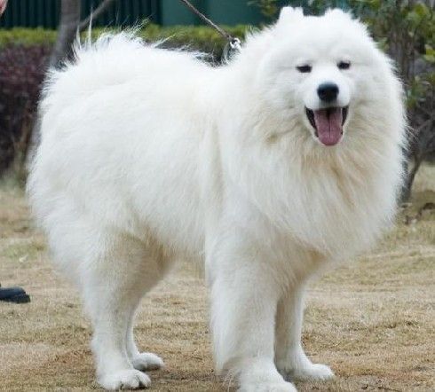 世界十大最听话的狗狗排名,中华田园犬排第四,榜首说不定你也有