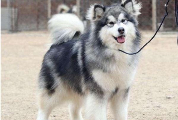 世界十大最听话的狗狗排名,中华田园犬排第四,榜首说不定你也有