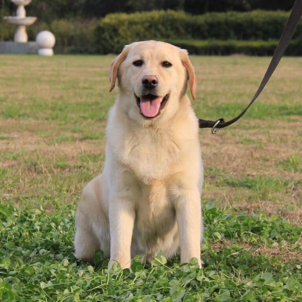 世界十大最听话的狗狗排名,中华田园犬排第四,榜首说不定你也有