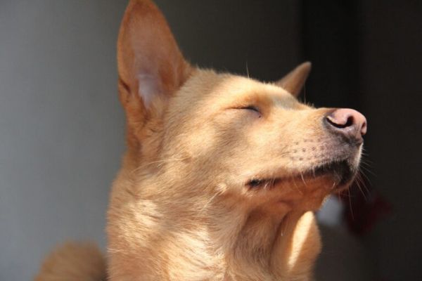 世界十大最听话的狗狗排名,中华田园犬排第四,榜首说不定你也有