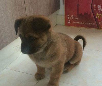 公认服从性最好的八大狗狗，有你家的狗狗吗？