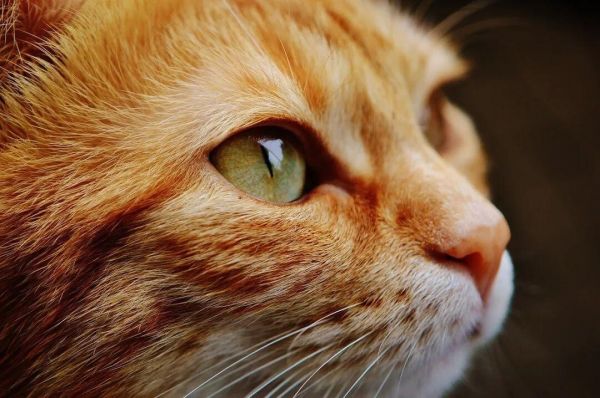 容易被误解的猫咪 5 大行为，别再搞错猫咪的意思了！