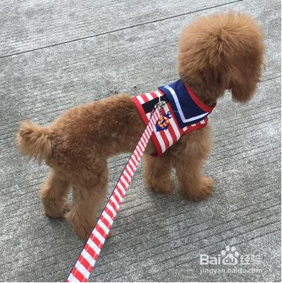 狗狗不愿意带牵引绳怎么办？