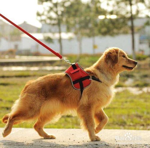 狗狗不愿意带牵引绳怎么办？