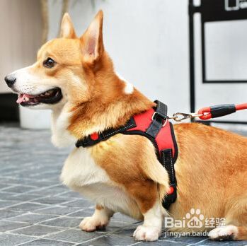 狗狗不愿意带牵引绳怎么办？