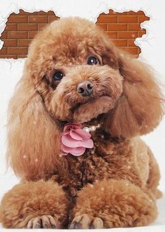 泰迪犬爱咬家具的坏习惯如何纠正? 2.jpg