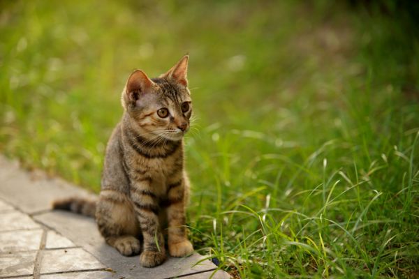 小猫模特