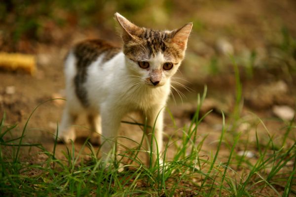 小猫模特