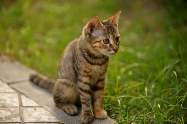 小猫模特