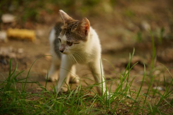 小猫模特