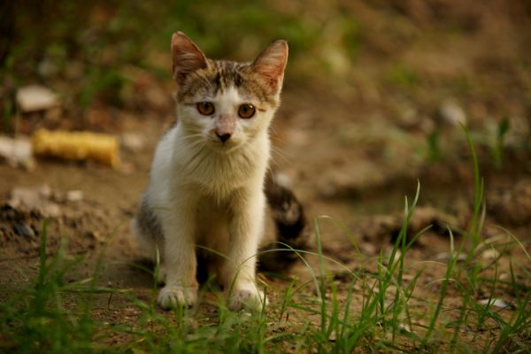 小猫模特