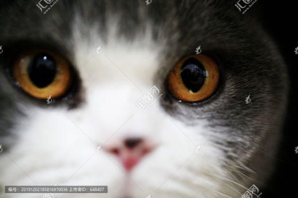 大眼睛小猫咪猫脸特写