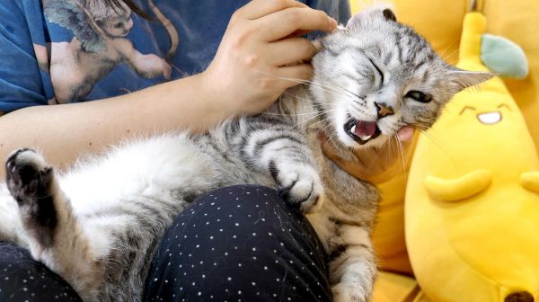 给3只猫刷牙掏耳剪指甲，老猫极力反抗气到说人话，小猫一脸享受