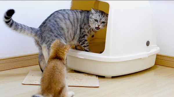 小橘猫刚到家便遭围攻，老猫们挨个炸毛怒吼：家里养不起你滚出去