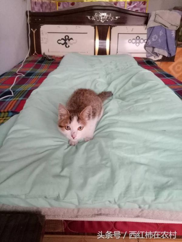 我请的这个猫模特不给力，来家不逮老鼠就睡觉