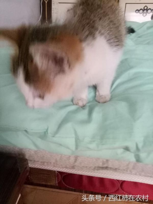 我请的这个猫模特不给力，来家不逮老鼠就睡觉