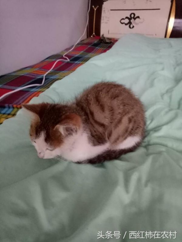 我请的这个猫模特不给力，来家不逮老鼠就睡觉