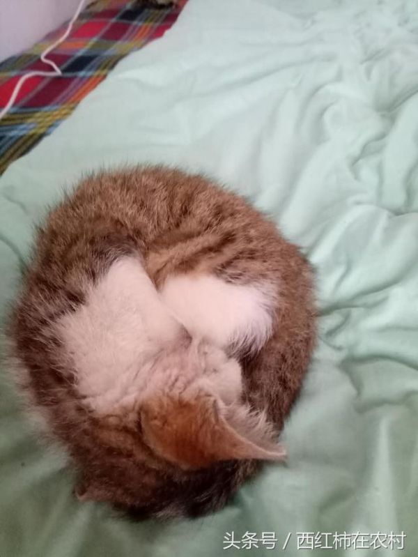 我请的这个猫模特不给力，来家不逮老鼠就睡觉