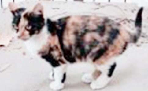 可爱小猫作文