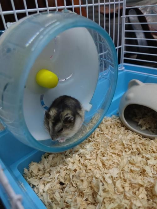 养仓鼠需要什么