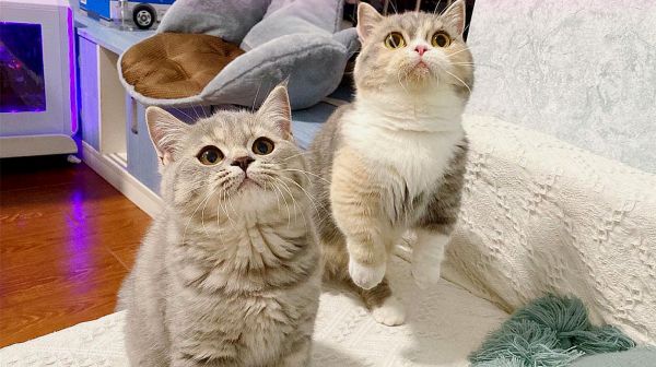 铲屎在看小奶猫的视频，猫妈妈以为小奶猫被抢了上来就要抢手机！