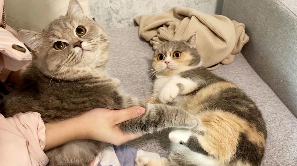 自从小奶猫长大后，猫妈妈态度就变得冷淡，还爱揍自己的孩子！