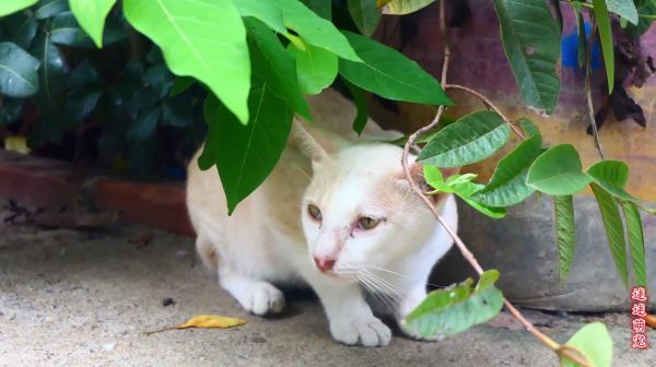 可爱的流浪猫，胆子小到见人就躲，它很饿它需要食物