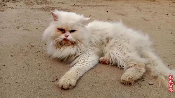 猫咪因为老被主人嫌弃，随意丢在街上，这可是一只波斯猫啊！