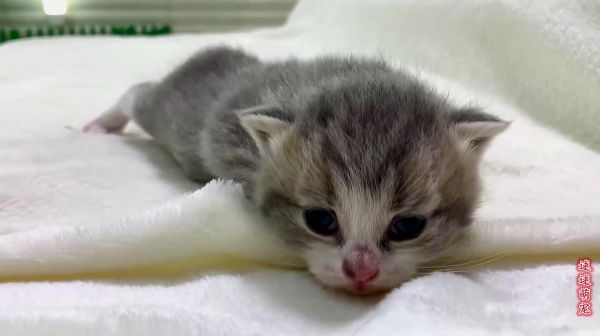 出生10天的小奶猫开始学走路，叫声奶声奶气，可爱度到了极点