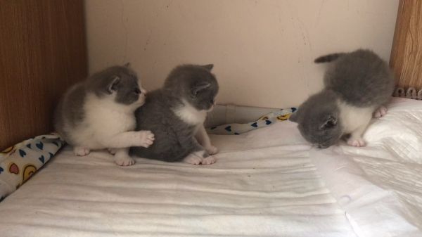 萌萌哒小可爱，萌化你的心，小奶猫日常