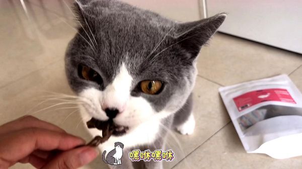 这年头，吃个东西也不容易，与铲屎官的食物争夺战